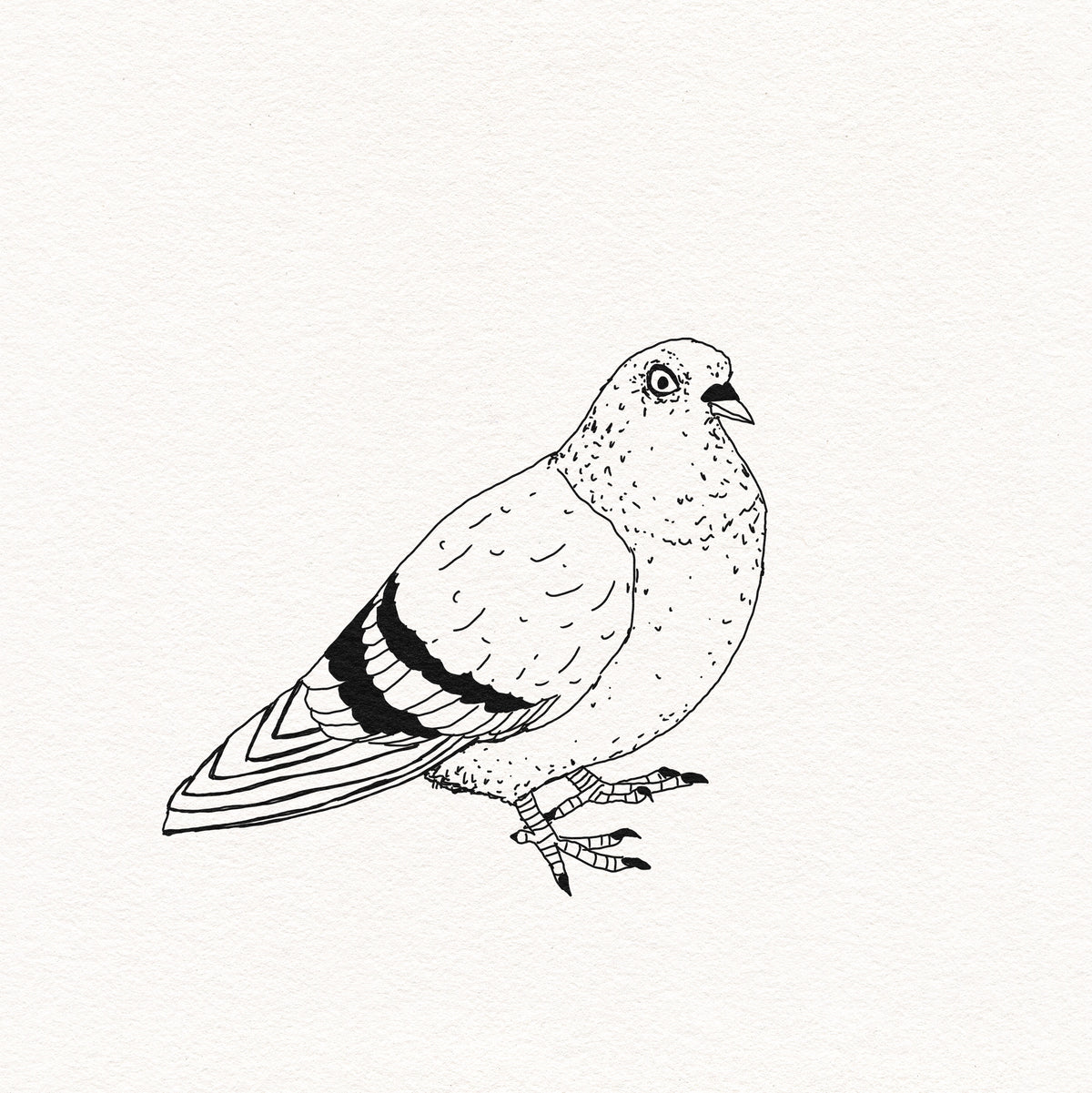 Classic Pigeon #1