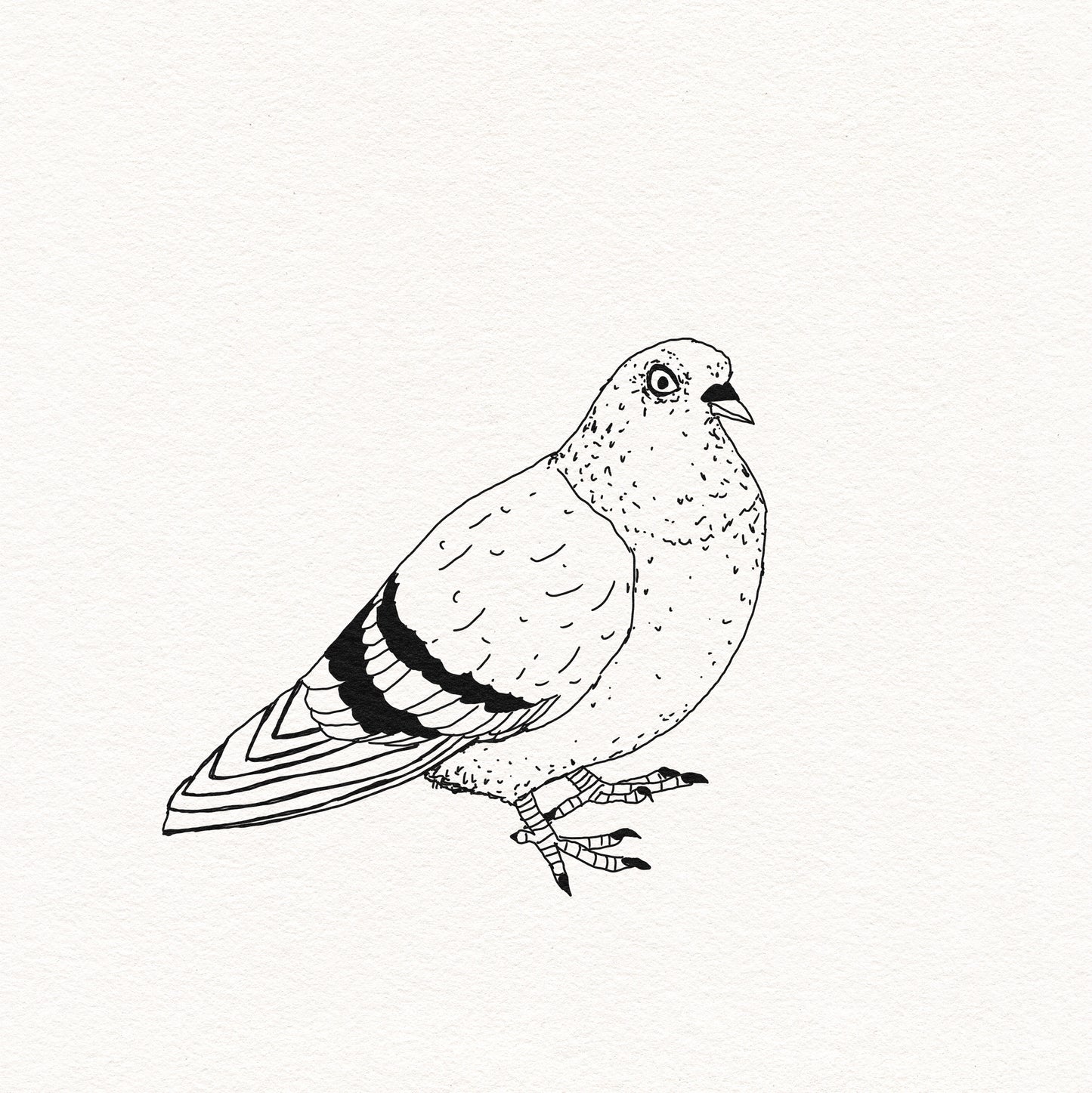 Classic Pigeon #1