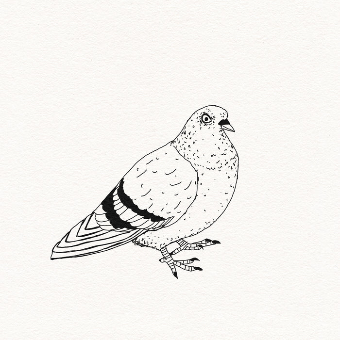 Classic Pigeon #1