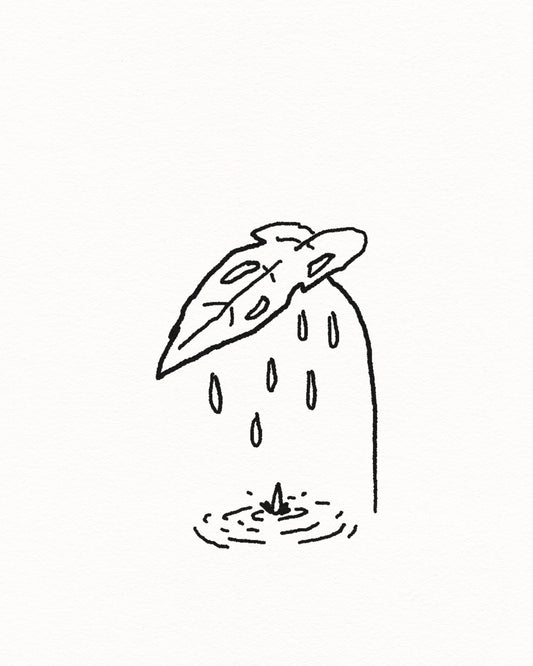Monstera rain