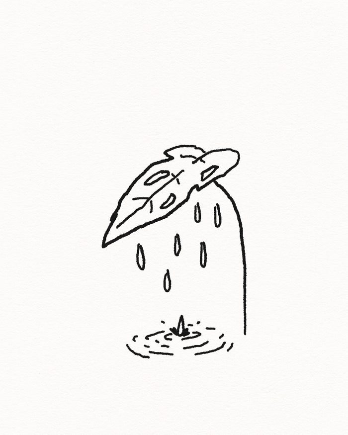 Monstera rain