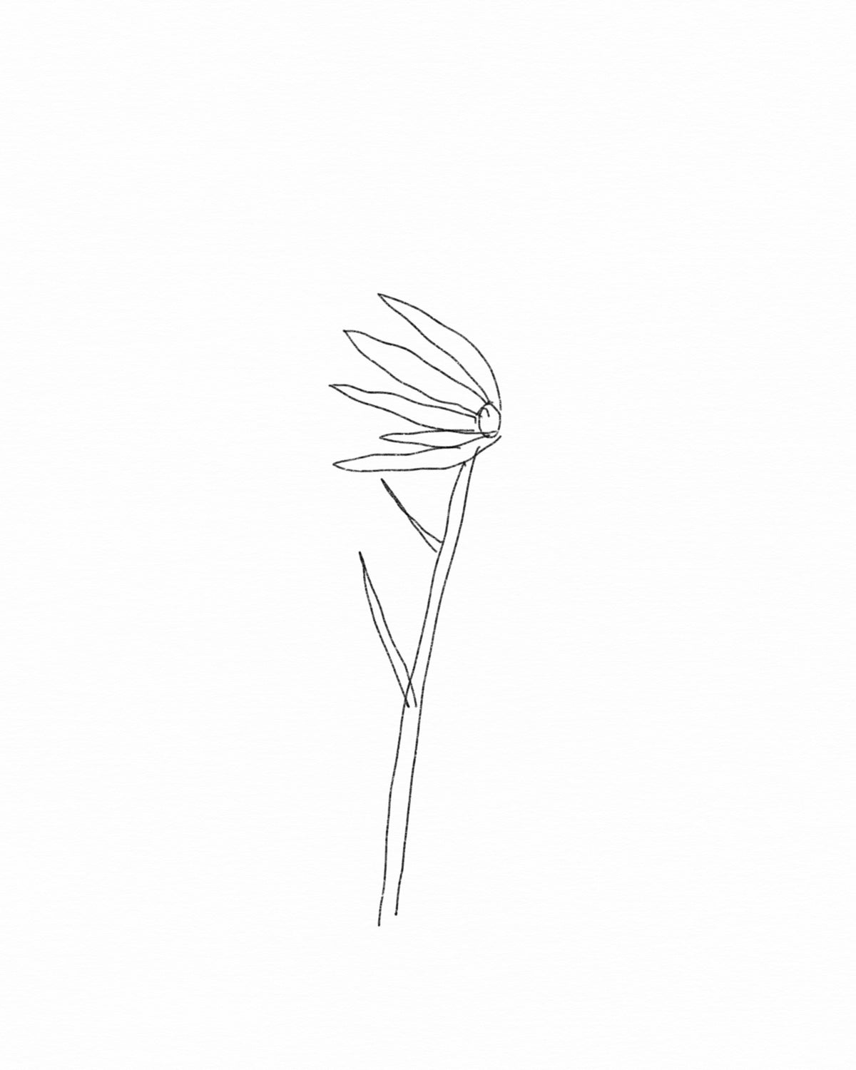 Storm flower.2
