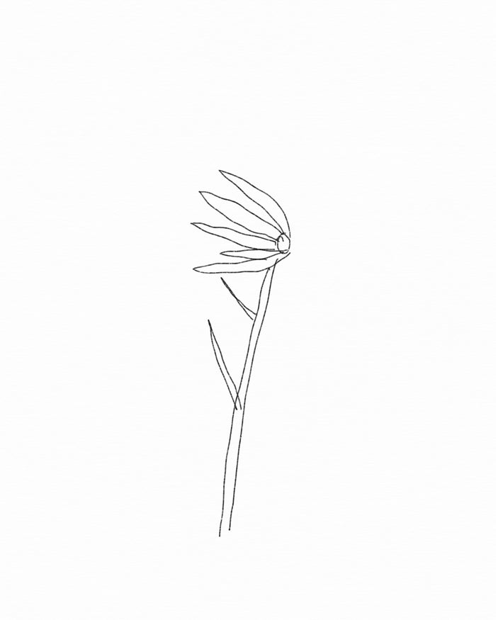 Storm flower.2